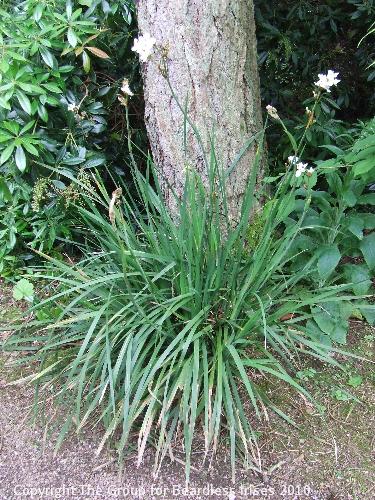 Knightshayes (22)